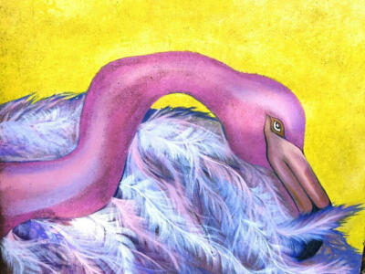 A Murray Flamingo