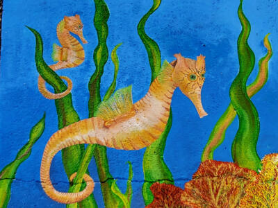 Seahorse